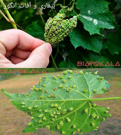بیماری و افات انگور